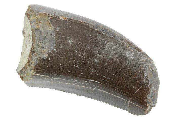 Feeding Worn Dinosaur (Allosaurus) Tooth - Colorado #222511